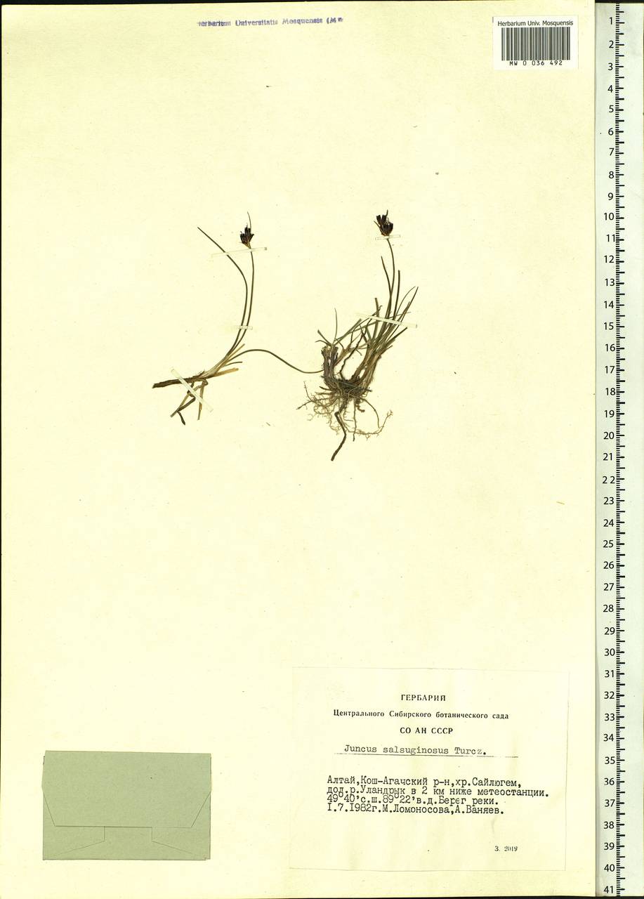 Juncus salsuginosus Turcz. ex E.Mey., Siberia, Altai & Sayany Mountains (S2) (Russia)