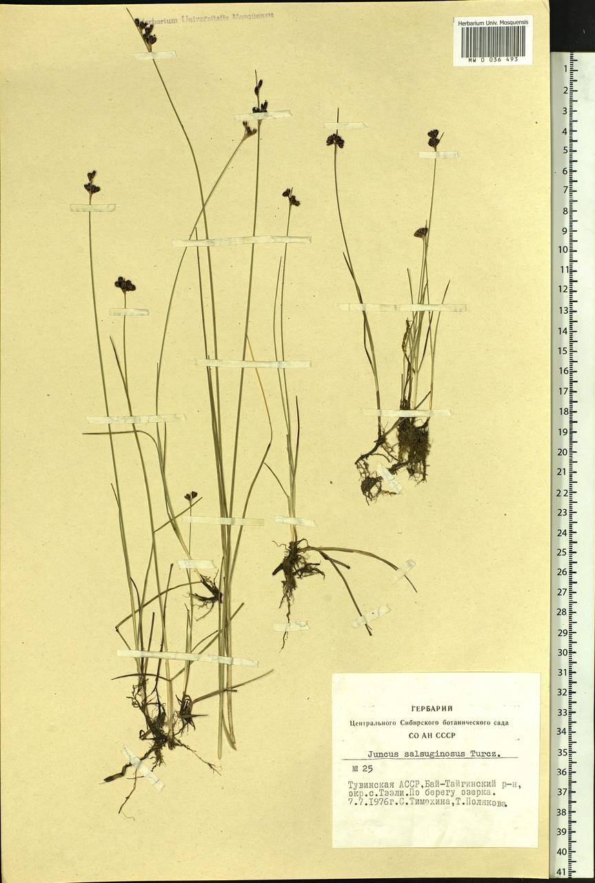 Juncus salsuginosus Turcz. ex E.Mey., Siberia, Altai & Sayany Mountains (S2) (Russia)