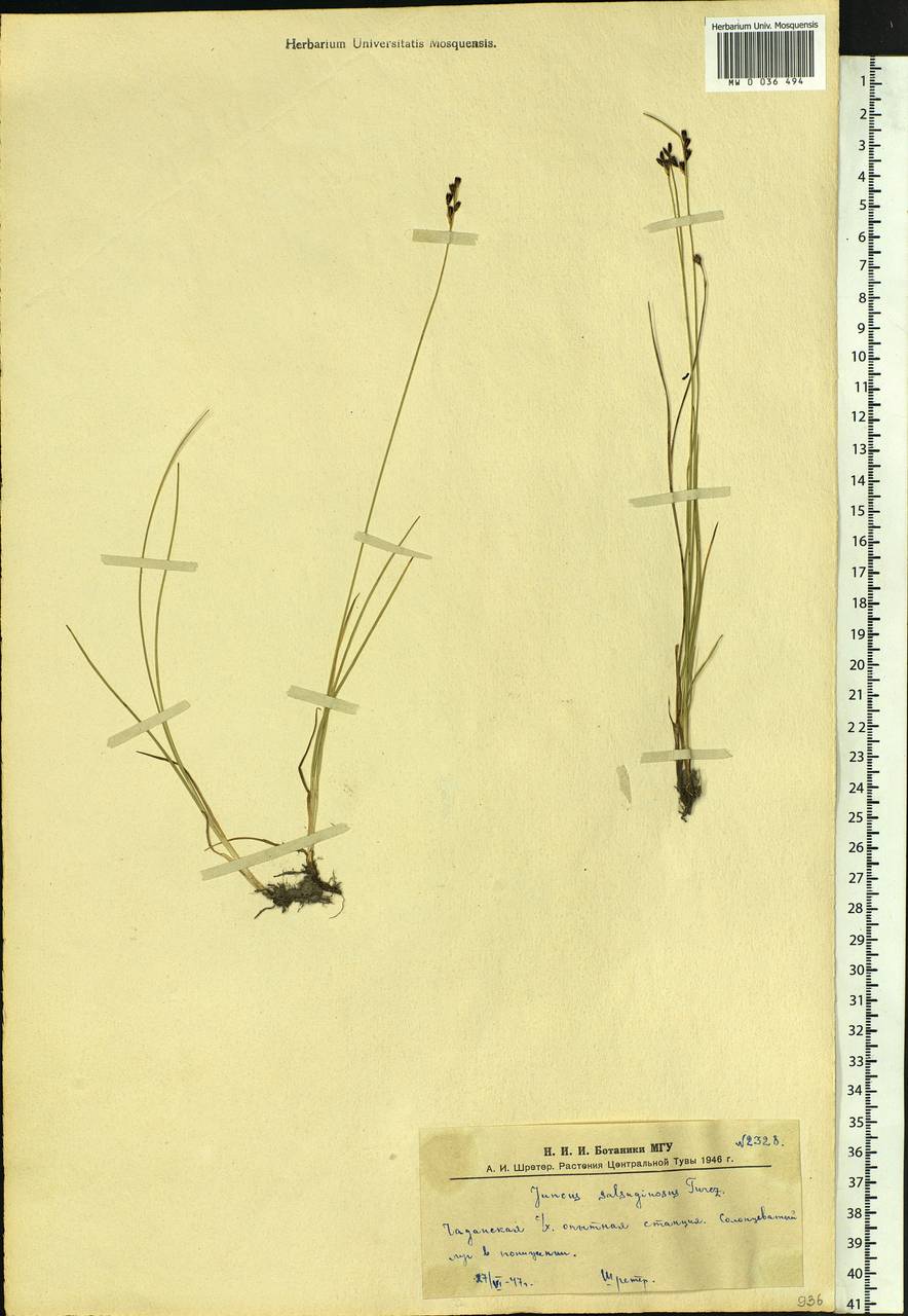 Juncus salsuginosus Turcz. ex E.Mey., Siberia, Altai & Sayany Mountains (S2) (Russia)