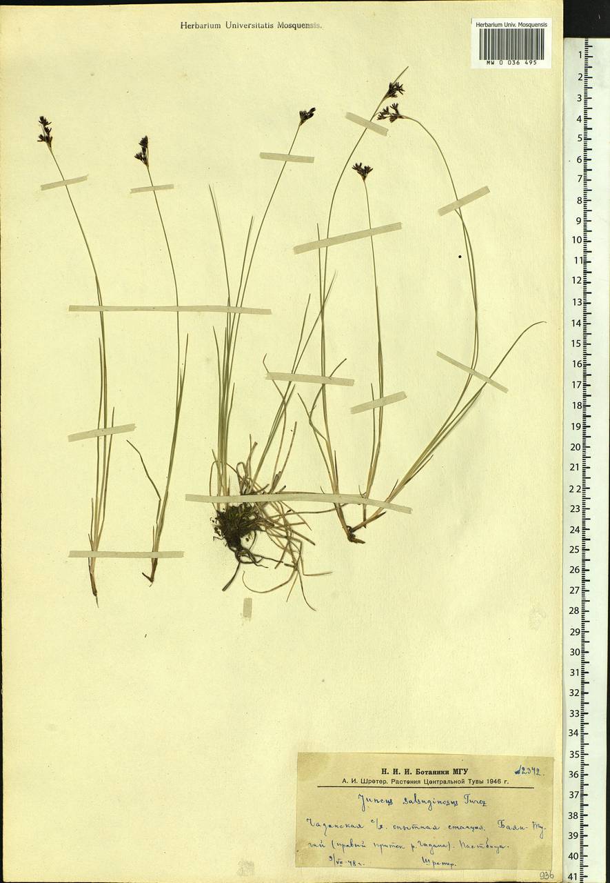 Juncus salsuginosus Turcz. ex E. Mey., Siberia, Altai & Sayany Mountains (S2) (Russia)