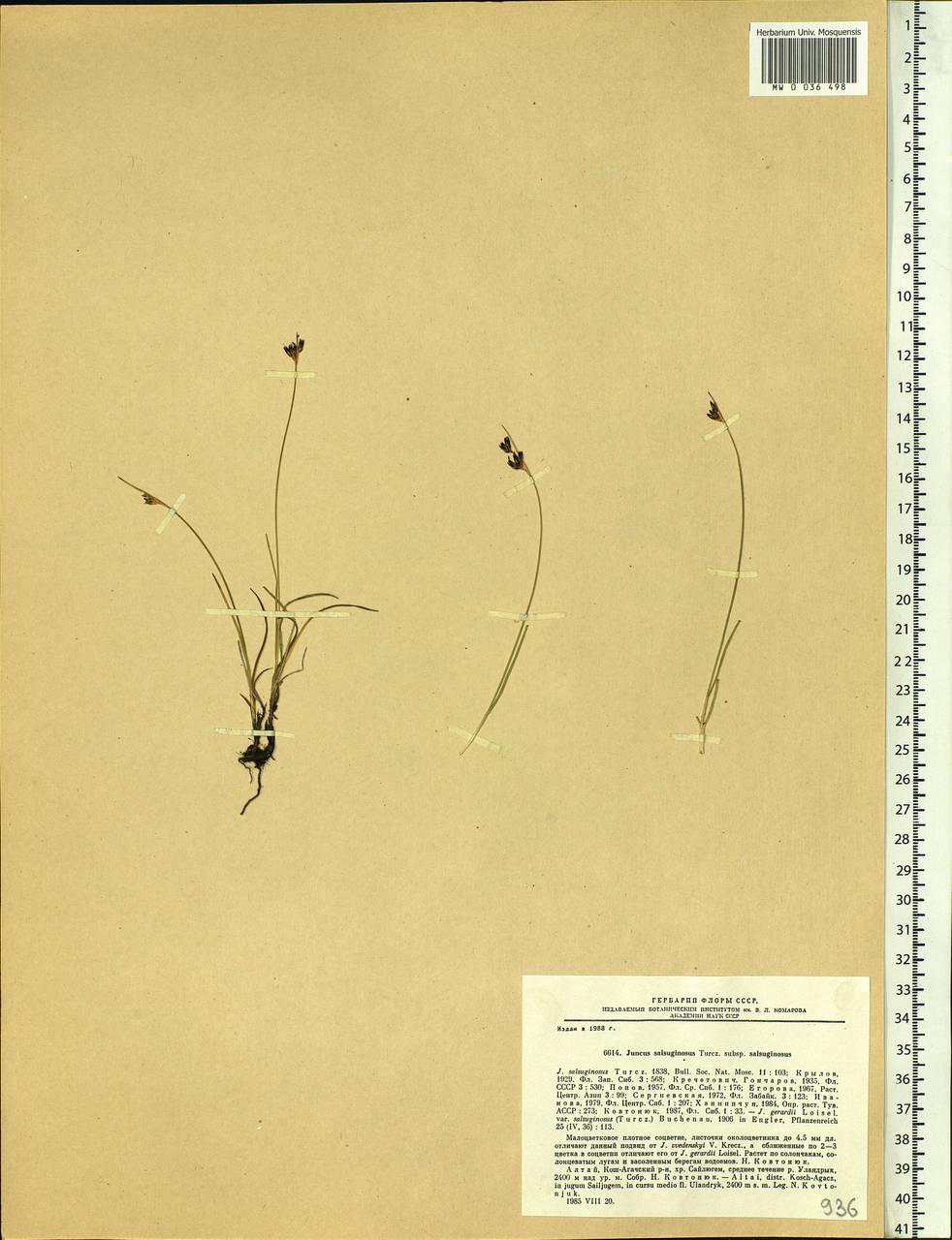 Juncus salsuginosus Turcz. ex E.Mey., Siberia, Altai & Sayany Mountains (S2) (Russia)