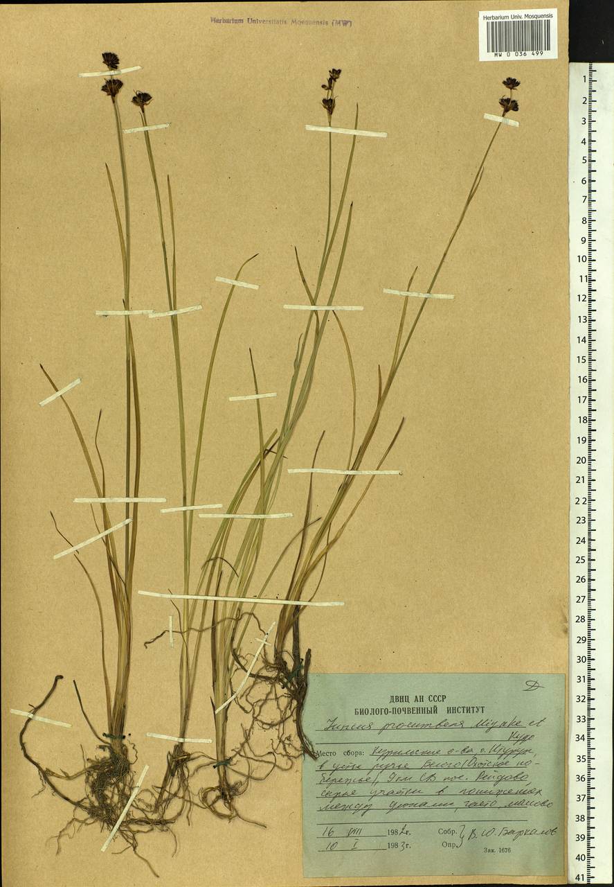 Juncus prominens (Buchenau) Miyabe & Kudô, Siberia, Russian Far East (S6) (Russia)