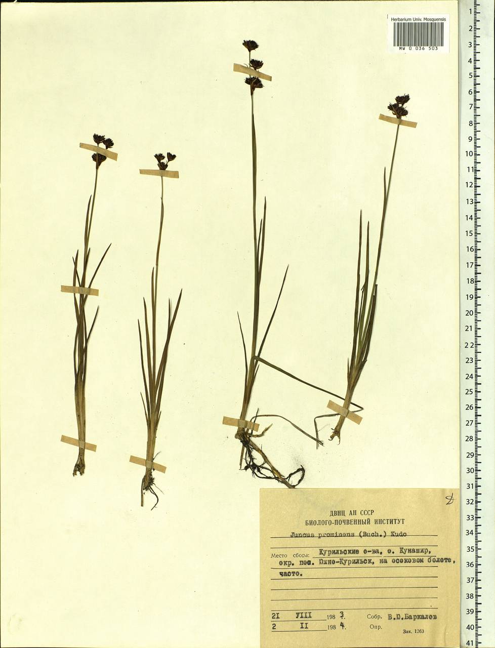 Juncus prominens (Buchenau) Miyabe & Kudô, Siberia, Russian Far East (S6) (Russia)