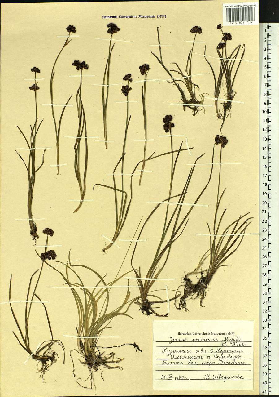 Juncus prominens (Buchenau) Miyabe & Kudo, Siberia, Russian Far East (S6) (Russia)