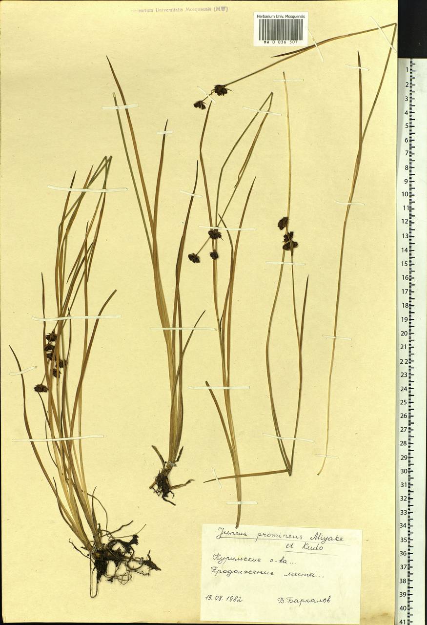 Juncus prominens (Buchenau) Miyabe & Kudô, Siberia, Russian Far East (S6) (Russia)
