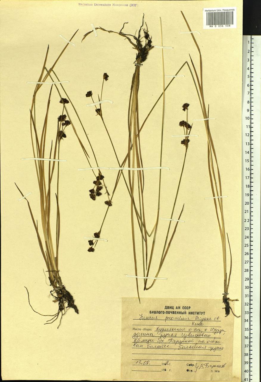 Juncus prominens (Buchenau) Miyabe & Kudô, Siberia, Russian Far East (S6) (Russia)