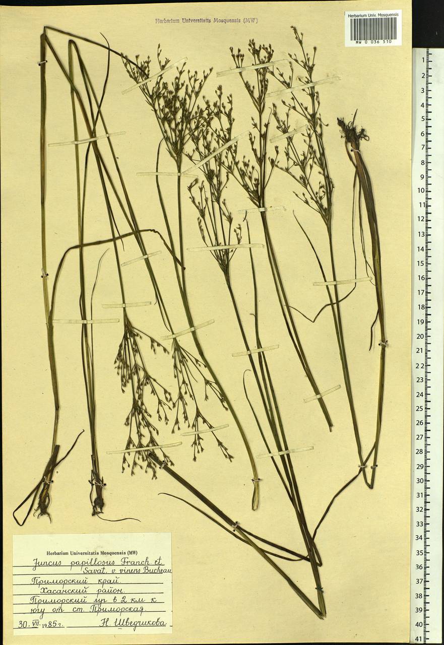 Juncus papillosus Franch. & Sav., Siberia, Russian Far East (S6) (Russia)