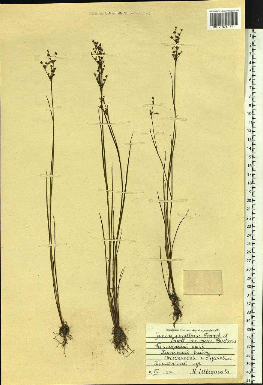 Juncus papillosus Franch. & Sav., Siberia, Russian Far East (S6) (Russia)