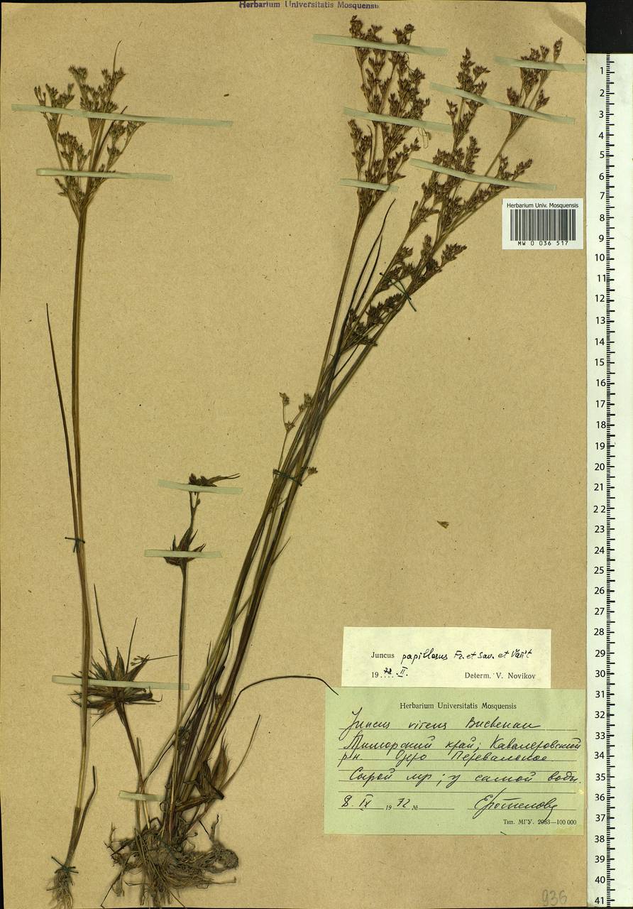 Juncus papillosus Franch. & Sav., Siberia, Russian Far East (S6) (Russia)