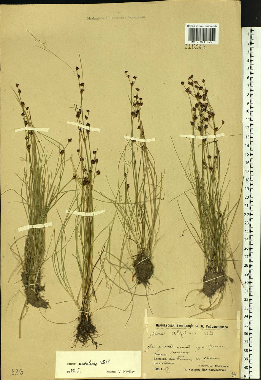 Juncus alpinoarticulatus subsp. rariflorus (Hartm.) Holub, Siberia, Chukotka & Kamchatka (S7) (Russia)