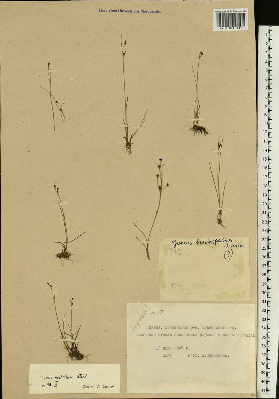 Juncus alpinoarticulatus subsp. rariflorus (Hartm.) Holub, Siberia, Yakutia (S5) (Russia)