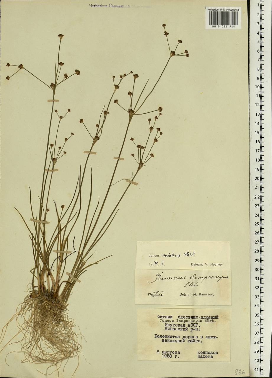 Juncus alpinoarticulatus subsp. rariflorus (Hartm.) Holub, Siberia, Yakutia (S5) (Russia)
