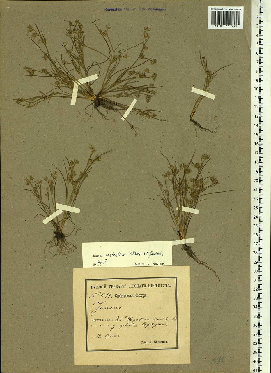 Juncus ranarius Songeon & E.P.Perrier, Siberia, Baikal & Transbaikal region (S4) (Russia)