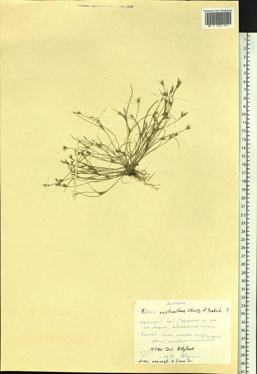 Juncus ranarius Songeon & E.P.Perrier, Siberia, Central Siberia (S3) (Russia)
