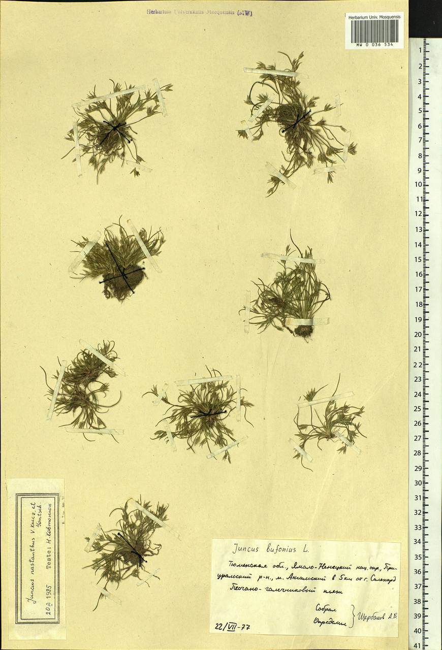 Juncus ranarius Songeon & E.P.Perrier, Siberia, Western Siberia (S1) (Russia)