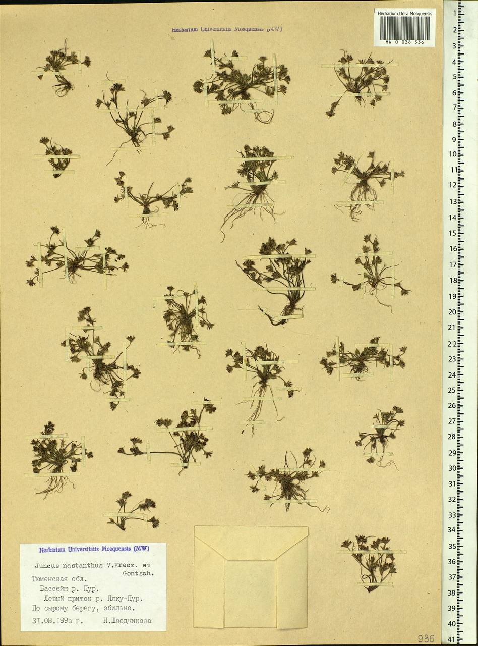 Juncus ranarius Songeon & E.P.Perrier, Siberia, Western Siberia (S1) (Russia)