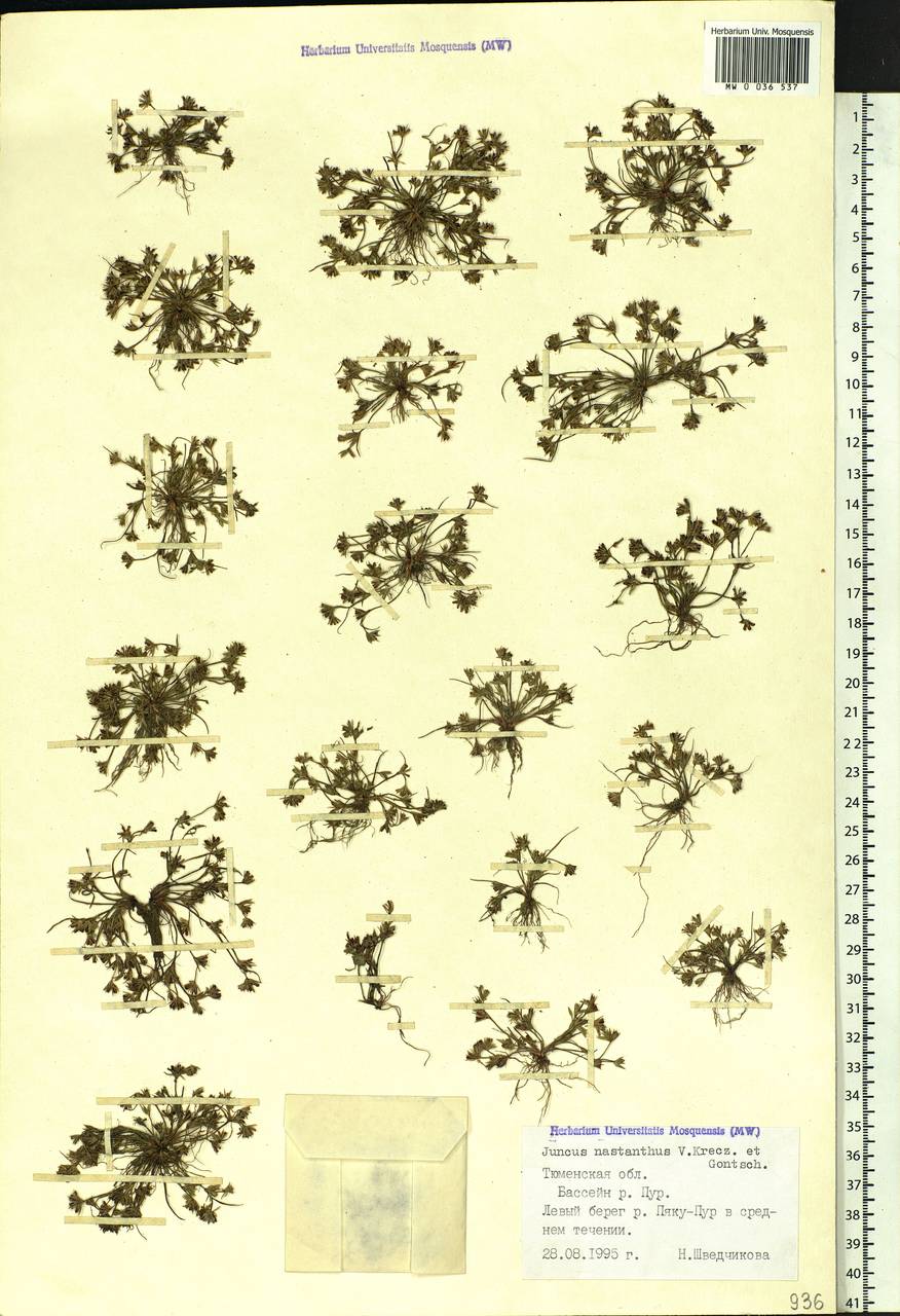 Juncus ranarius Songeon & E.P.Perrier, Siberia, Western Siberia (S1) (Russia)