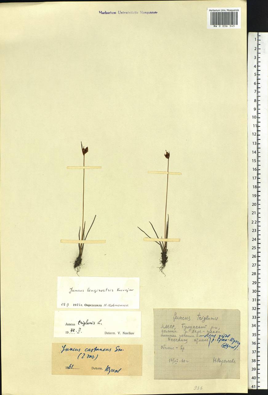 Juncus longirostris Kuvaev, Siberia, Yakutia (S5) (Russia)