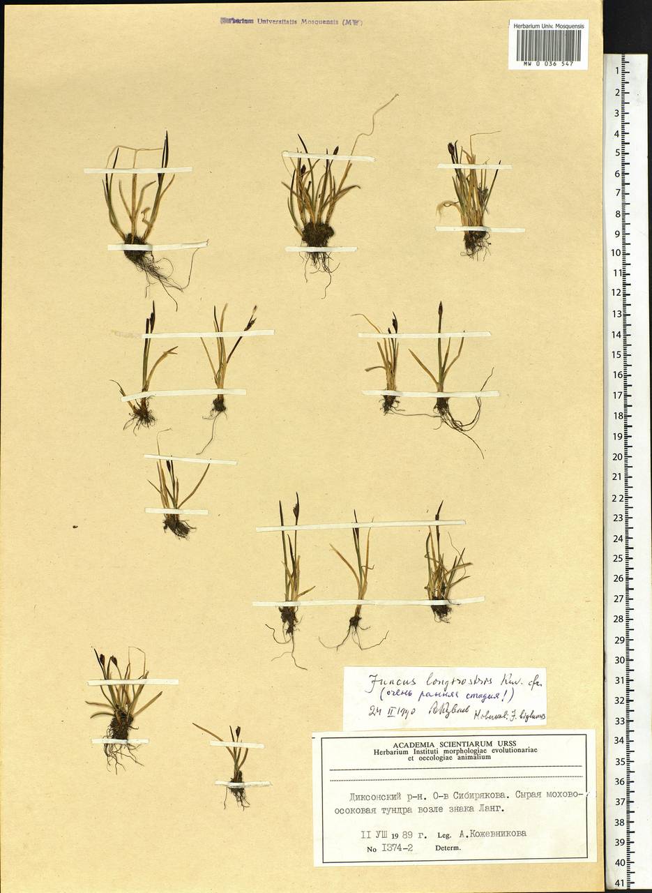 Juncus longirostris Kuvaev, Siberia, Central Siberia (S3) (Russia)