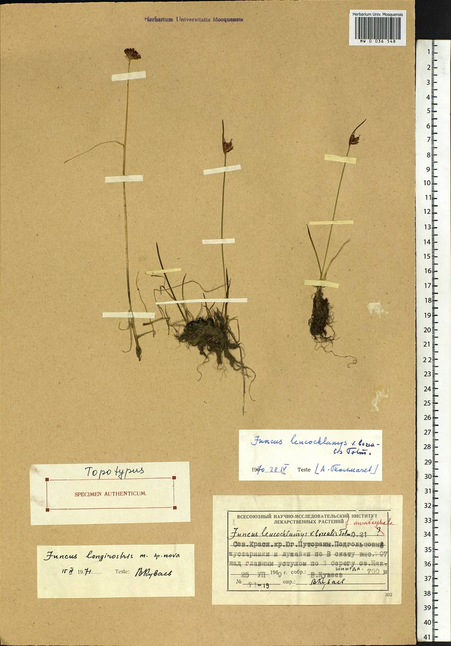 Juncus longirostris Kuvaev, Siberia, Central Siberia (S3) (Russia)