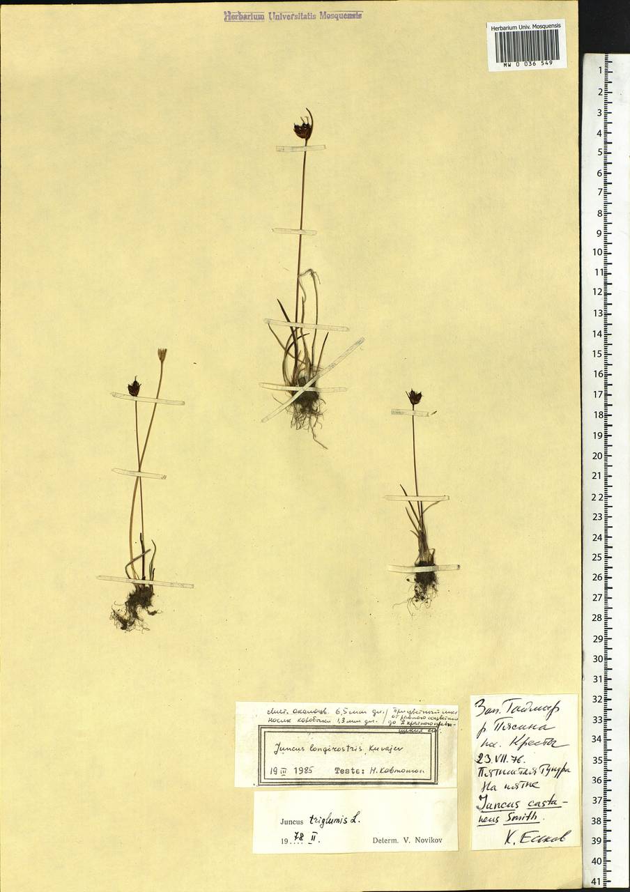 Juncus longirostris Kuvaev, Siberia, Central Siberia (S3) (Russia)