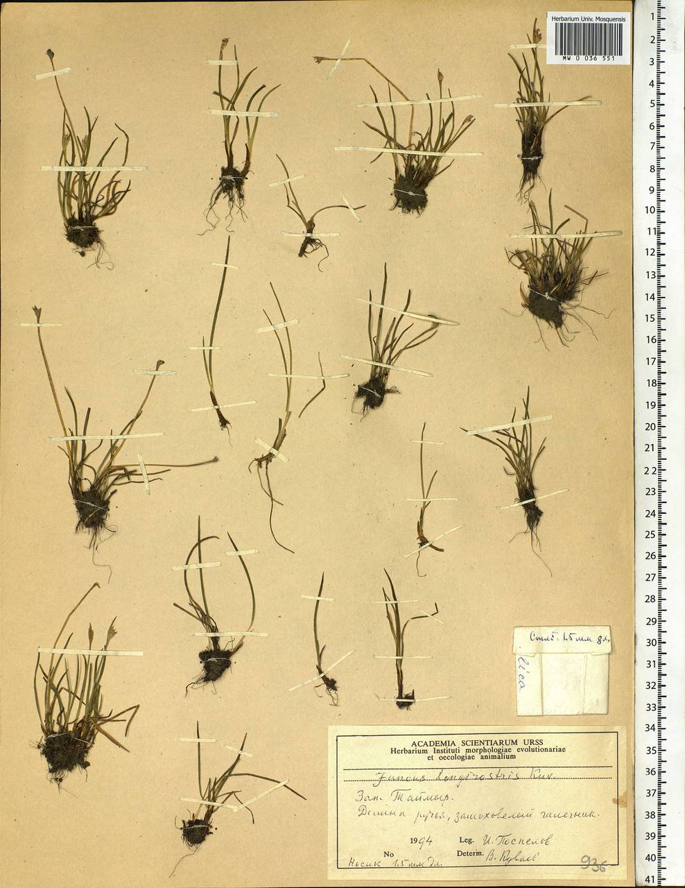 Juncus longirostris Kuvaev, Siberia, Central Siberia (S3) (Russia)