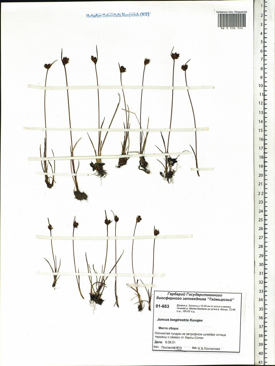 Juncus longirostris Kuvaev, Siberia, Central Siberia (S3) (Russia)