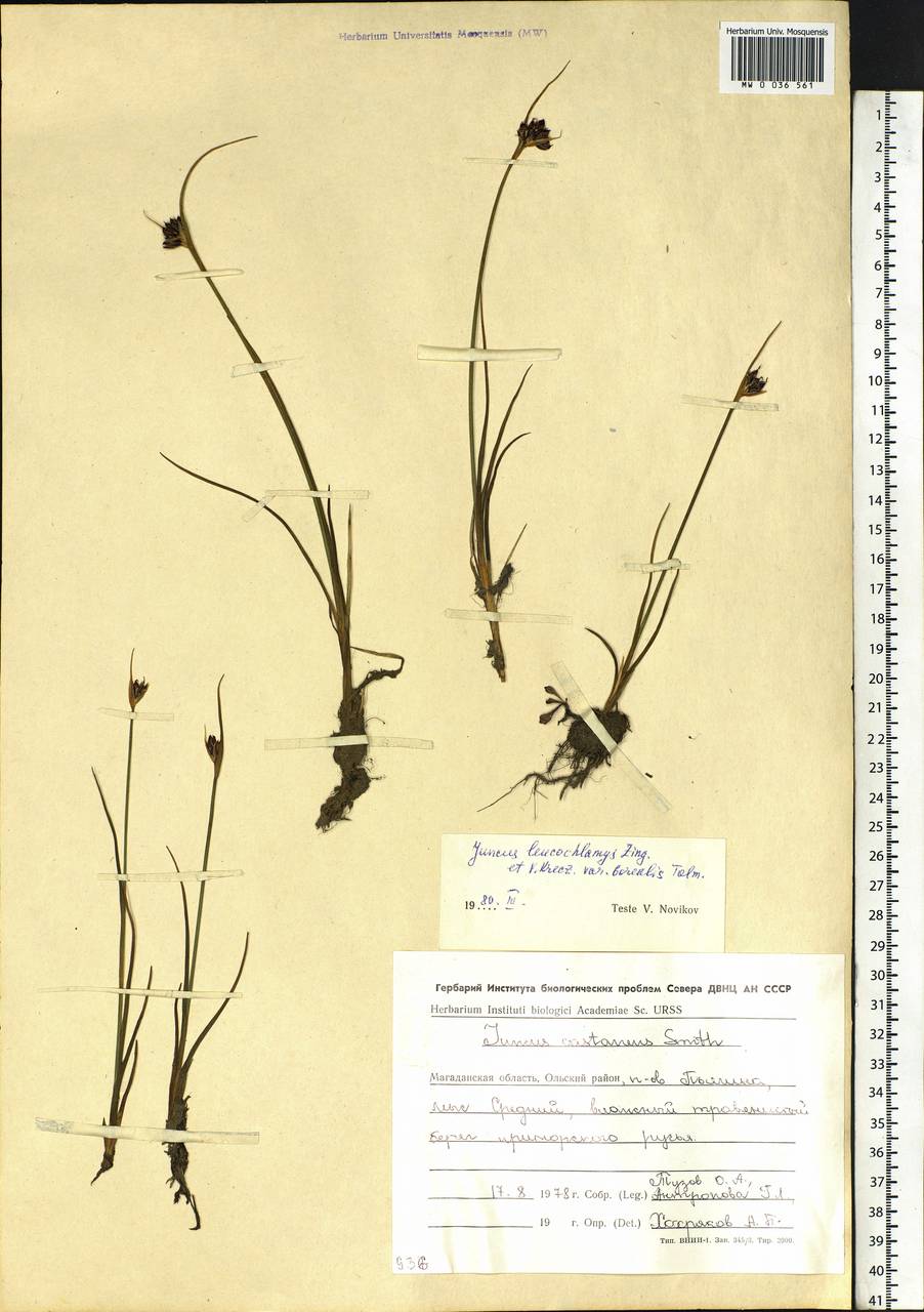Juncus castaneus subsp. leucochlamys (V.J.Zinger ex V.I.Krecz.) Hultén, Siberia, Chukotka & Kamchatka (S7) (Russia)