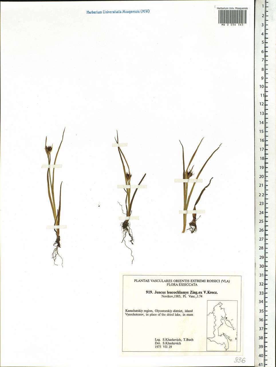 Juncus castaneus subsp. leucochlamys (V.J.Zinger ex V.I.Krecz.) Hultén, Siberia, Chukotka & Kamchatka (S7) (Russia)