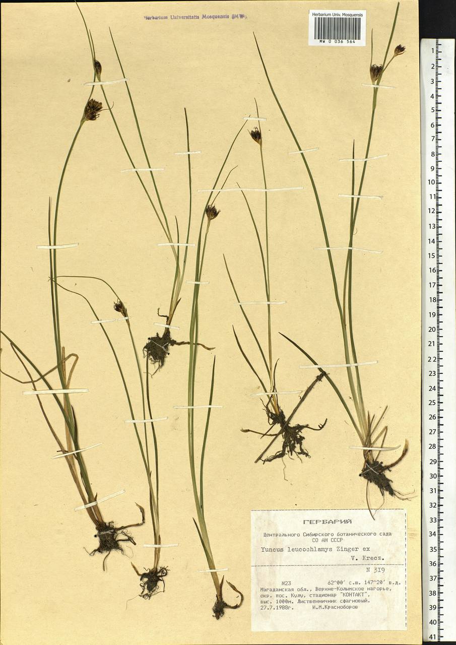 Juncus castaneus subsp. leucochlamys (V.J.Zinger ex V.I.Krecz.) Hultén, Siberia, Chukotka & Kamchatka (S7) (Russia)