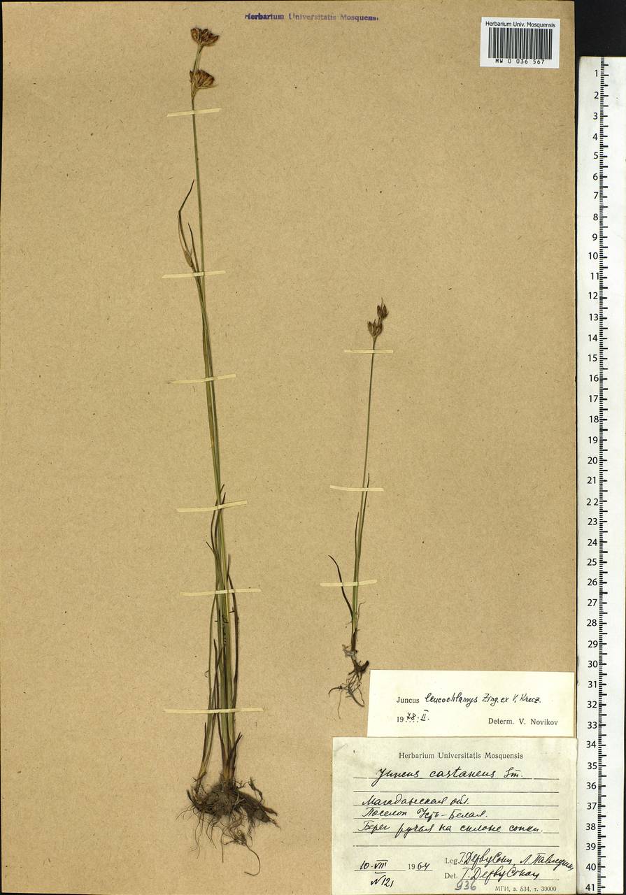 Juncus castaneus subsp. leucochlamys (V.J.Zinger ex V.I.Krecz.) Hultén, Siberia, Chukotka & Kamchatka (S7) (Russia)