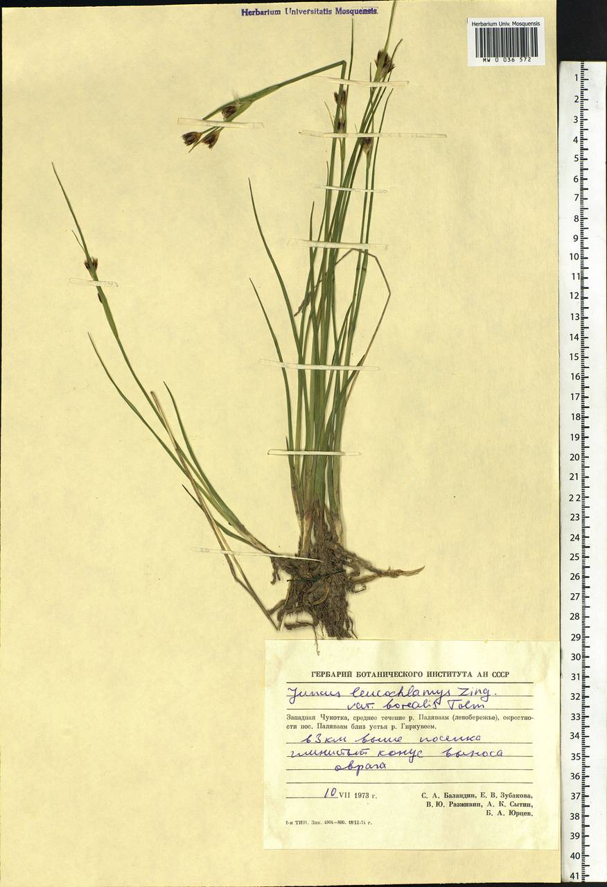 Juncus castaneus subsp. leucochlamys (V.J.Zinger ex V.I.Krecz.) Hultén, Siberia, Chukotka & Kamchatka (S7) (Russia)