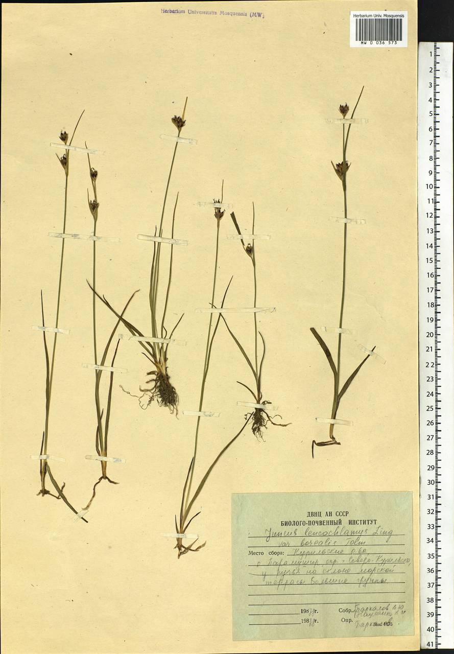 Juncus castaneus subsp. leucochlamys (W. J. Zinger ex V. I. Krecz.) Hultén, Siberia, Russian Far East (S6) (Russia)