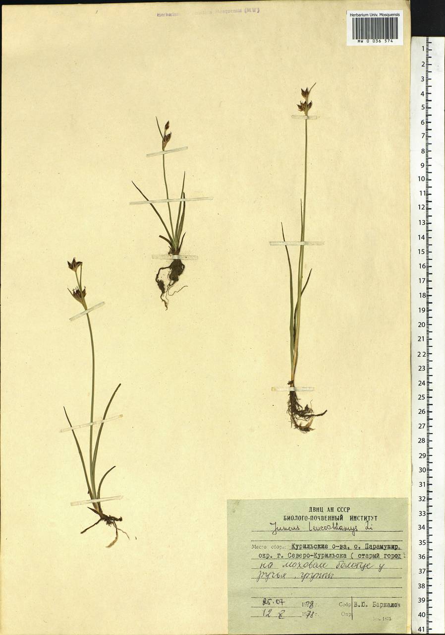 Juncus castaneus subsp. leucochlamys (W. J. Zinger ex V. I. Krecz.) Hultén, Siberia, Russian Far East (S6) (Russia)