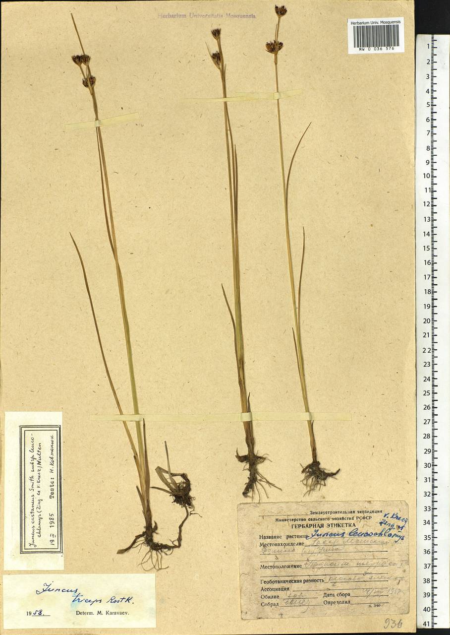 Juncus castaneus subsp. leucochlamys (V.J.Zinger ex V.I.Krecz.) Hultén, Siberia, Yakutia (S5) (Russia)