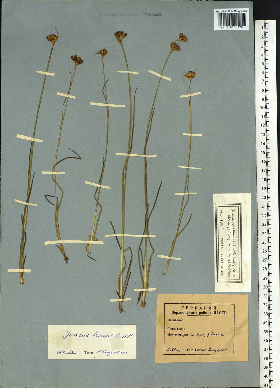 Juncus castaneus subsp. leucochlamys (V.J.Zinger ex V.I.Krecz.) Hultén, Siberia, Yakutia (S5) (Russia)