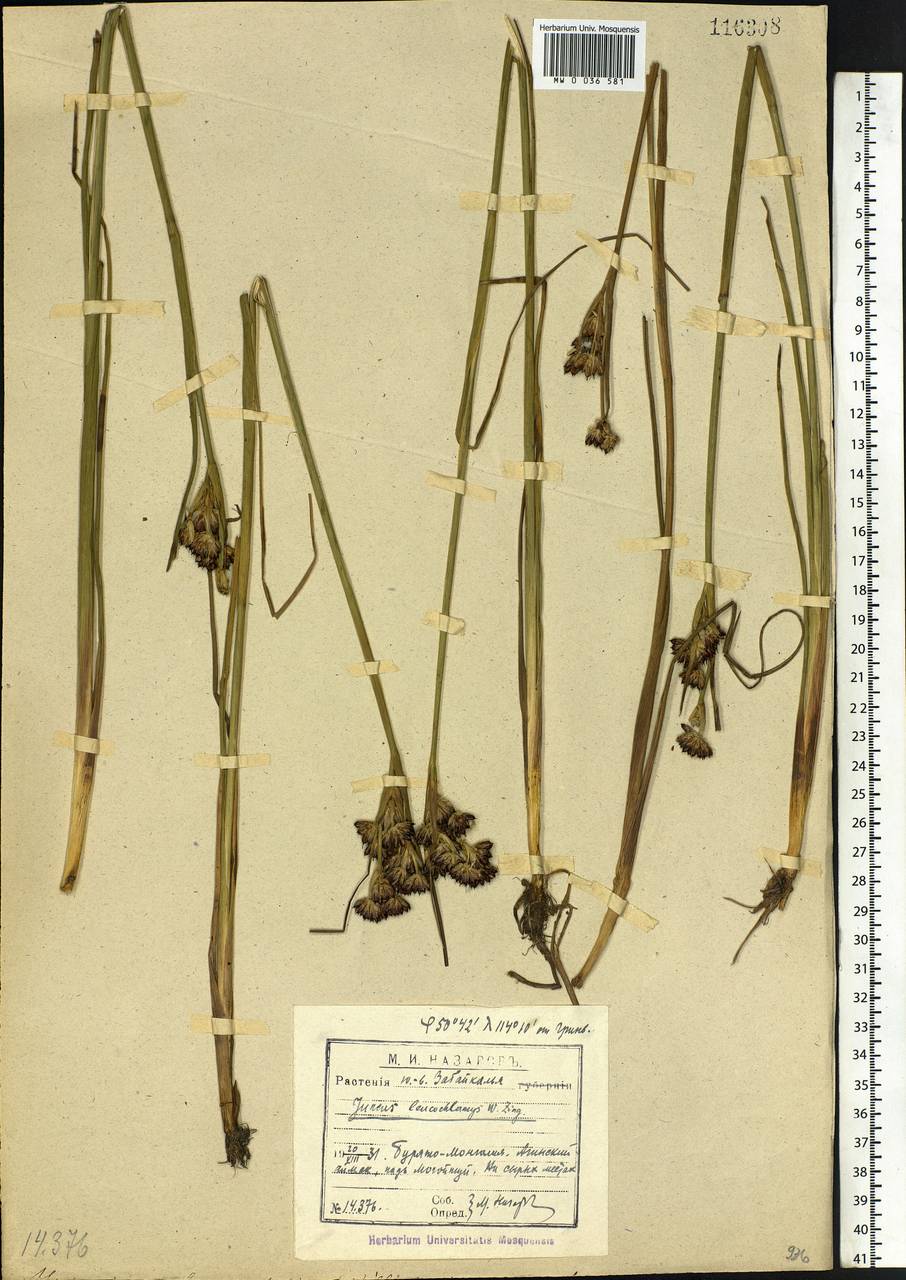 Juncus castaneus subsp. leucochlamys (V.J.Zinger ex V.I.Krecz.) Hultén, Siberia, Baikal & Transbaikal region (S4) (Russia)