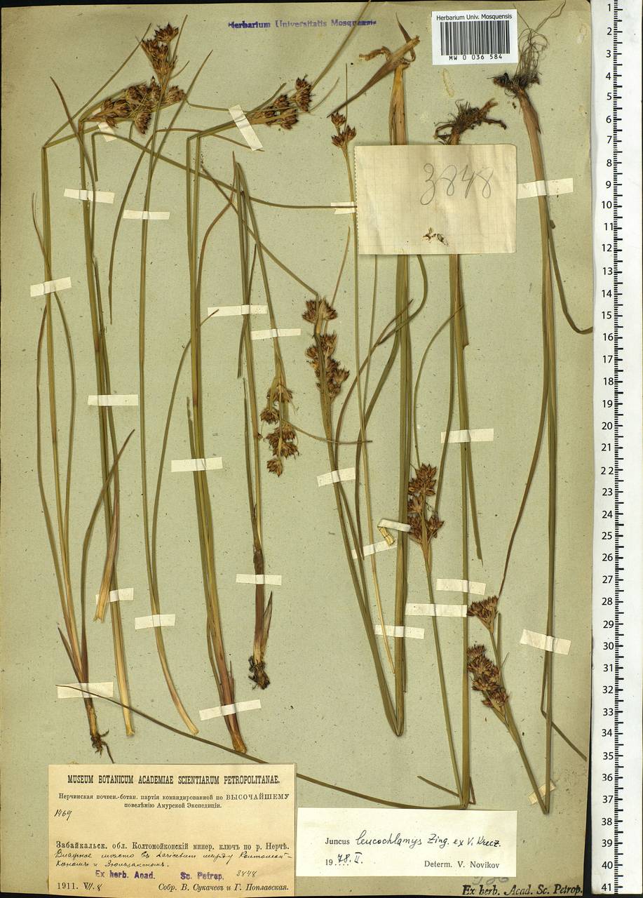 Juncus castaneus subsp. leucochlamys (W. J. Zinger ex V. I. Krecz.) Hultén, Siberia, Baikal & Transbaikal region (S4) (Russia)