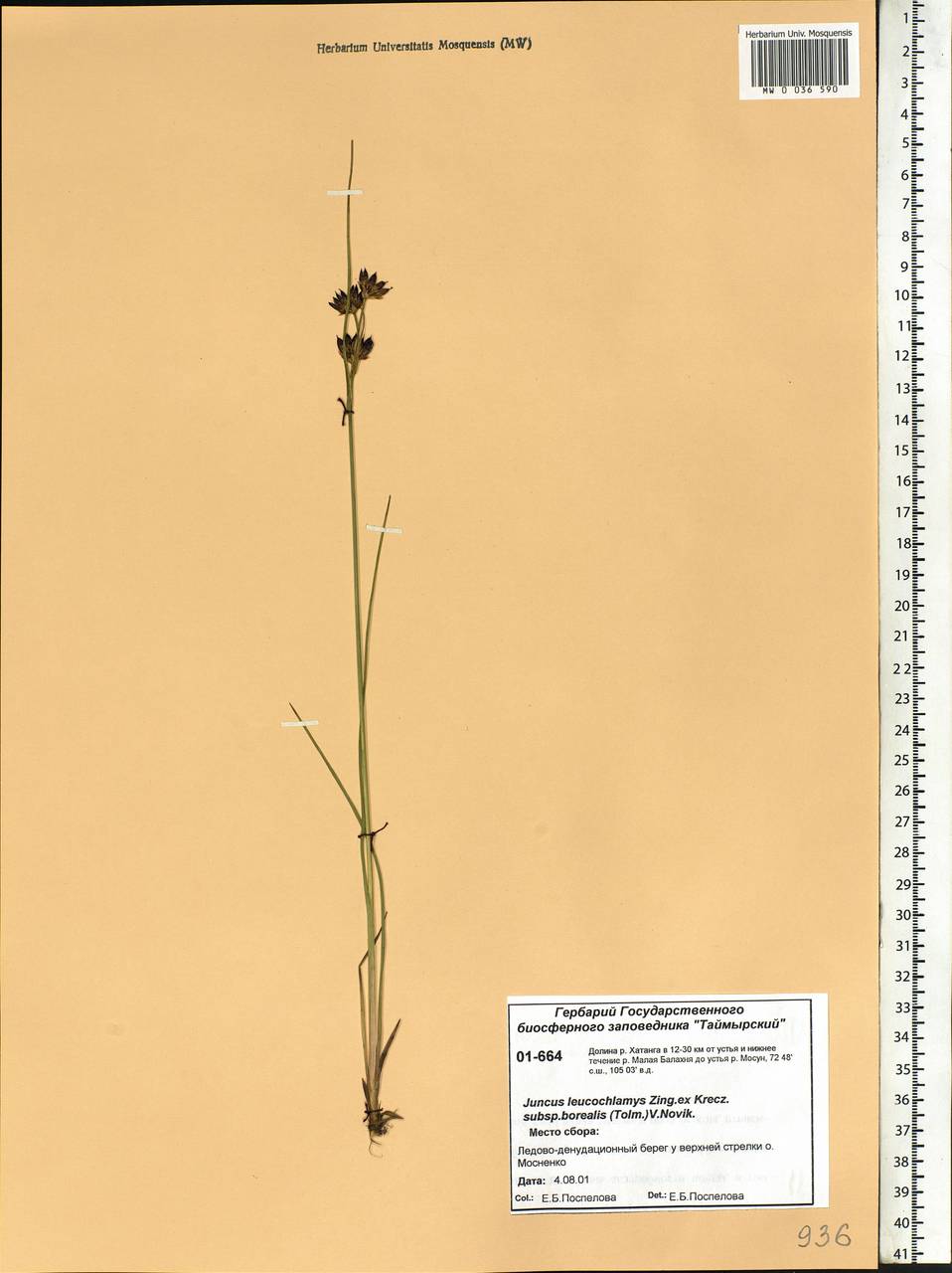 Juncus castaneus subsp. leucochlamys (W. J. Zinger ex V. I. Krecz.) Hultén, Siberia, Central Siberia (S3) (Russia)