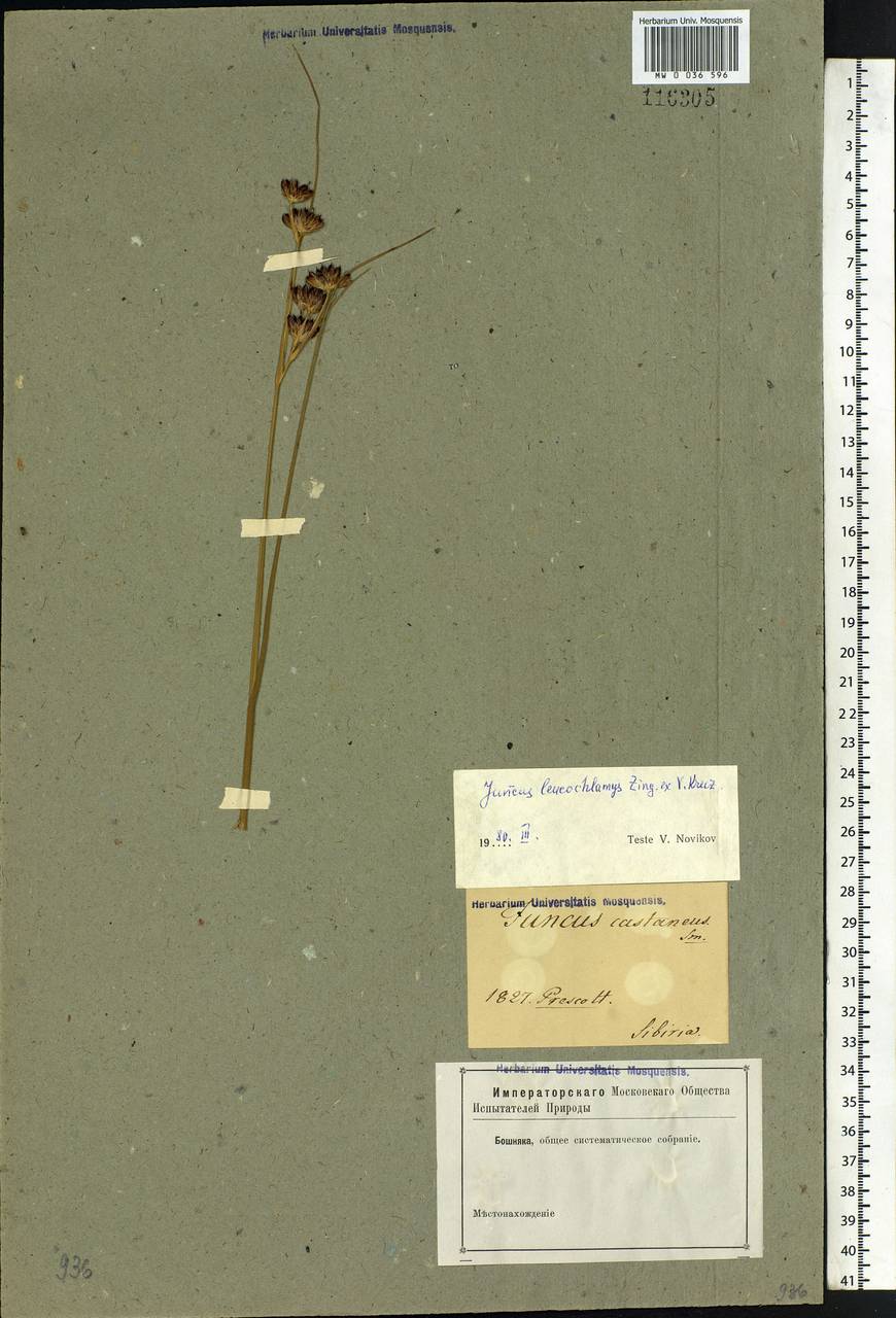 Juncus castaneus subsp. leucochlamys (W. J. Zinger ex V. I. Krecz.) Hultén, Siberia (no precise locality) (S0) (Russia)