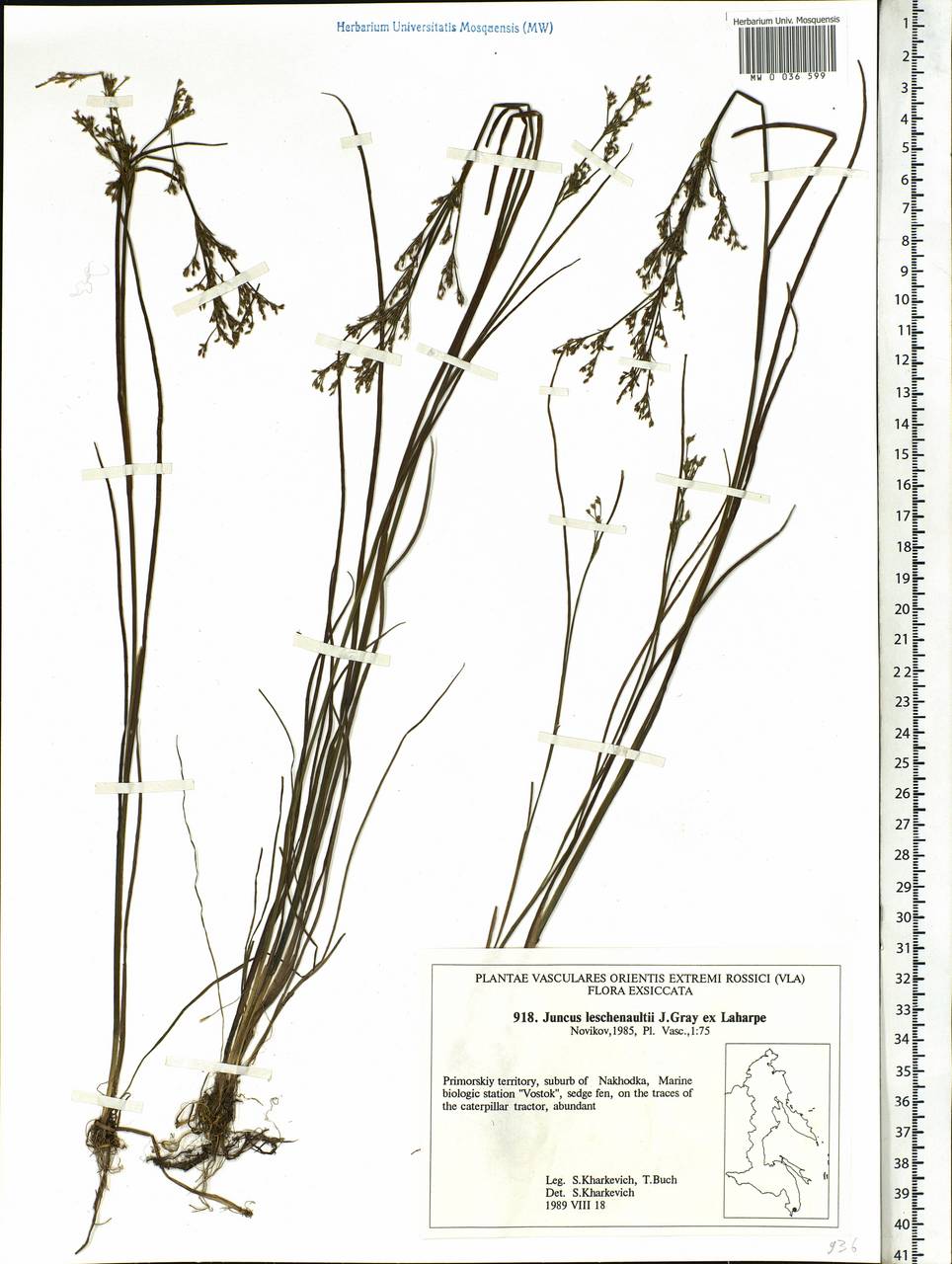 Juncus prismatocarpus subsp. leschenaultii (Gay ex Laharpe) Kirschner, Siberia, Russian Far East (S6) (Russia)