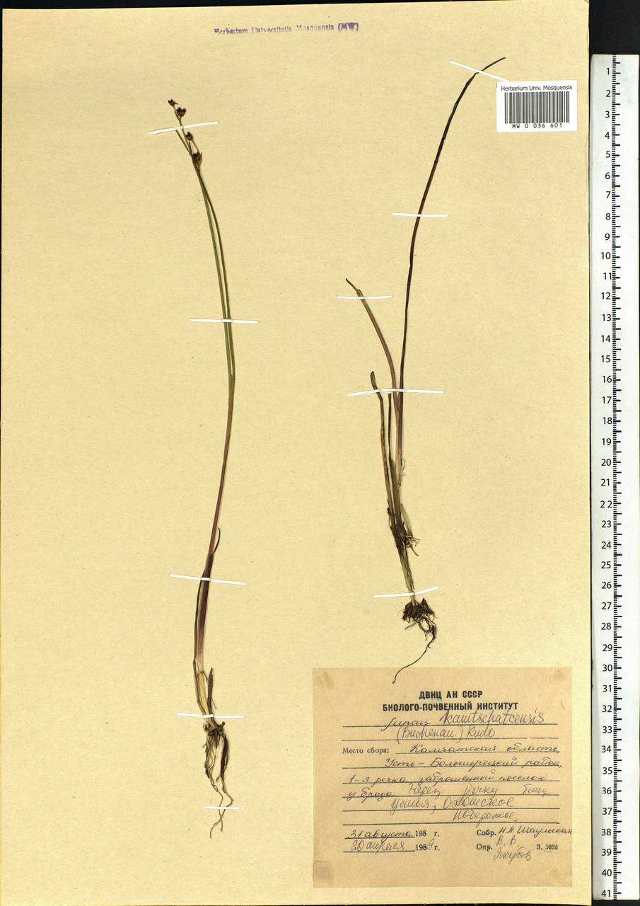 Juncus fauriensis subsp. kamschatcensis (Buch.) Novikov, Siberia, Chukotka & Kamchatka (S7) (Russia)