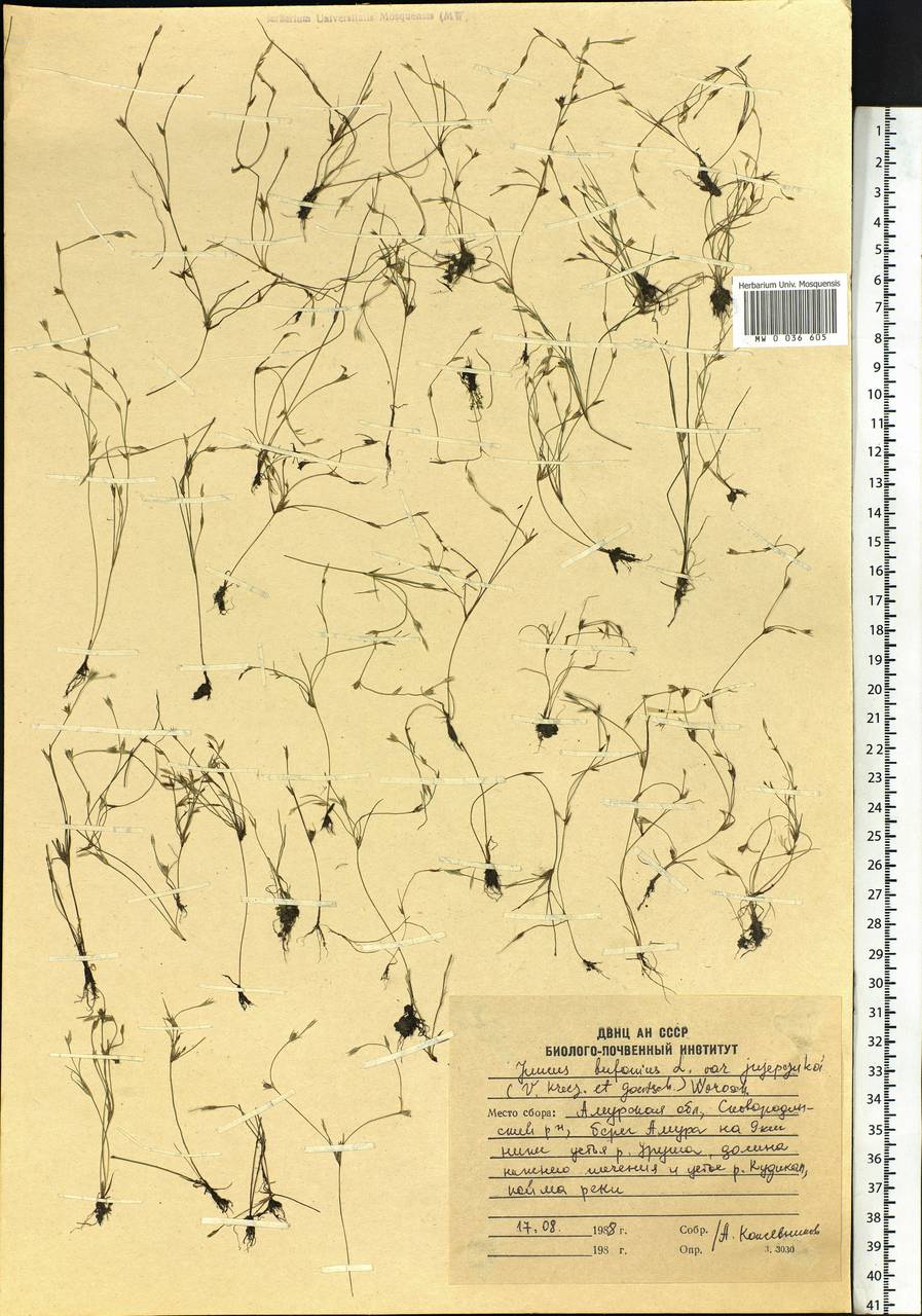 Juncus bufonius L., Siberia, Russian Far East (S6) (Russia)
