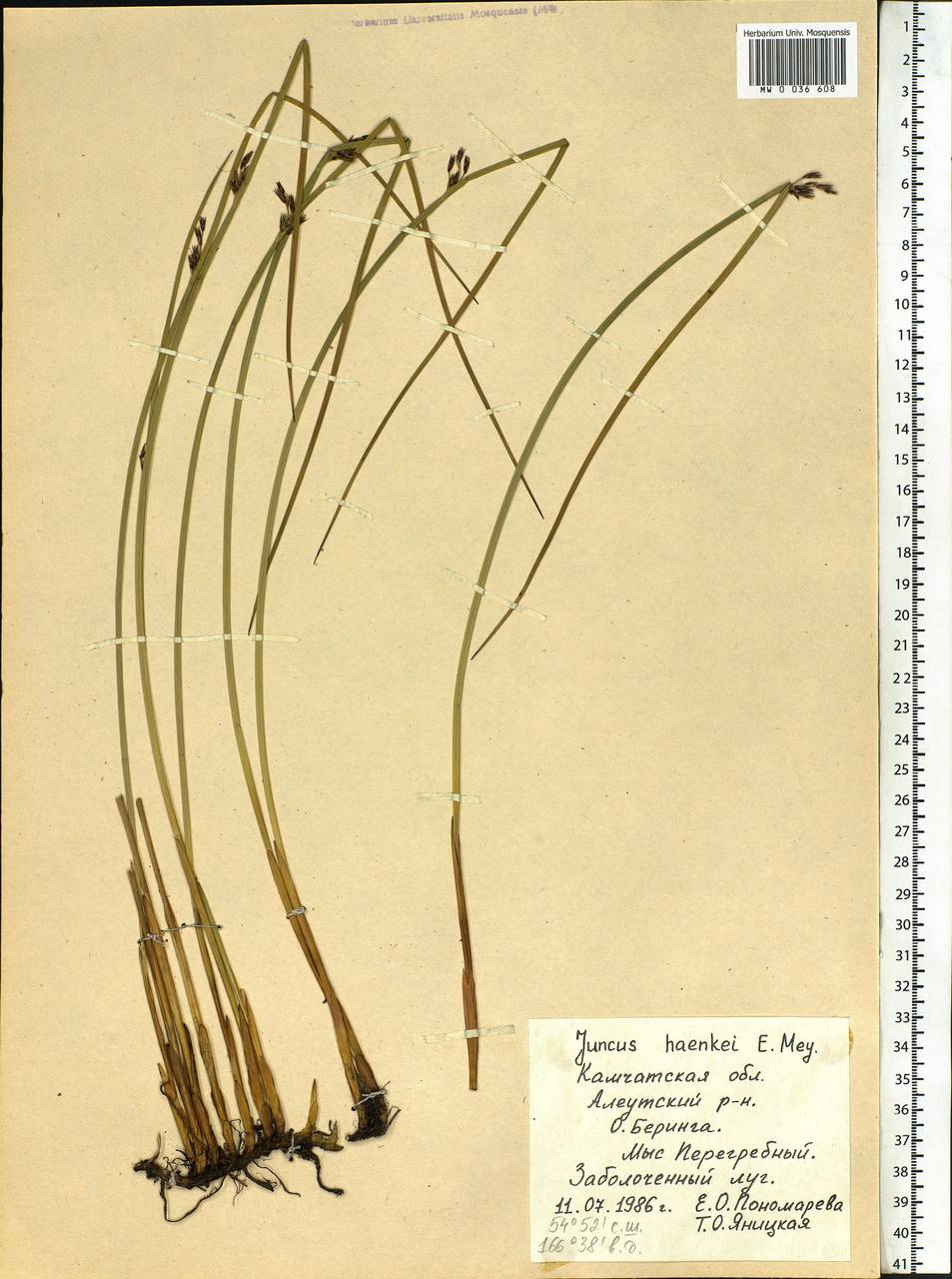 Juncus haenkei E.Mey., Siberia, Chukotka & Kamchatka (S7) (Russia)
