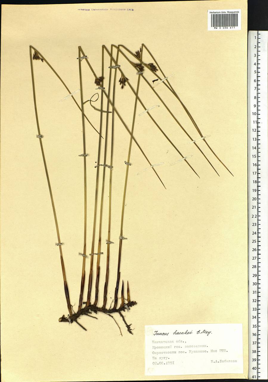 Juncus haenkei E.Mey., Siberia, Chukotka & Kamchatka (S7) (Russia)