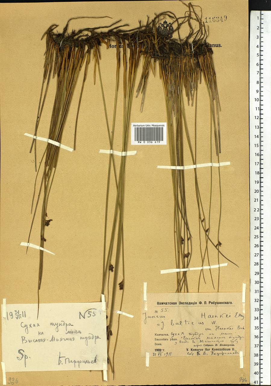 Juncus haenkei E.Mey., Siberia, Chukotka & Kamchatka (S7) (Russia)