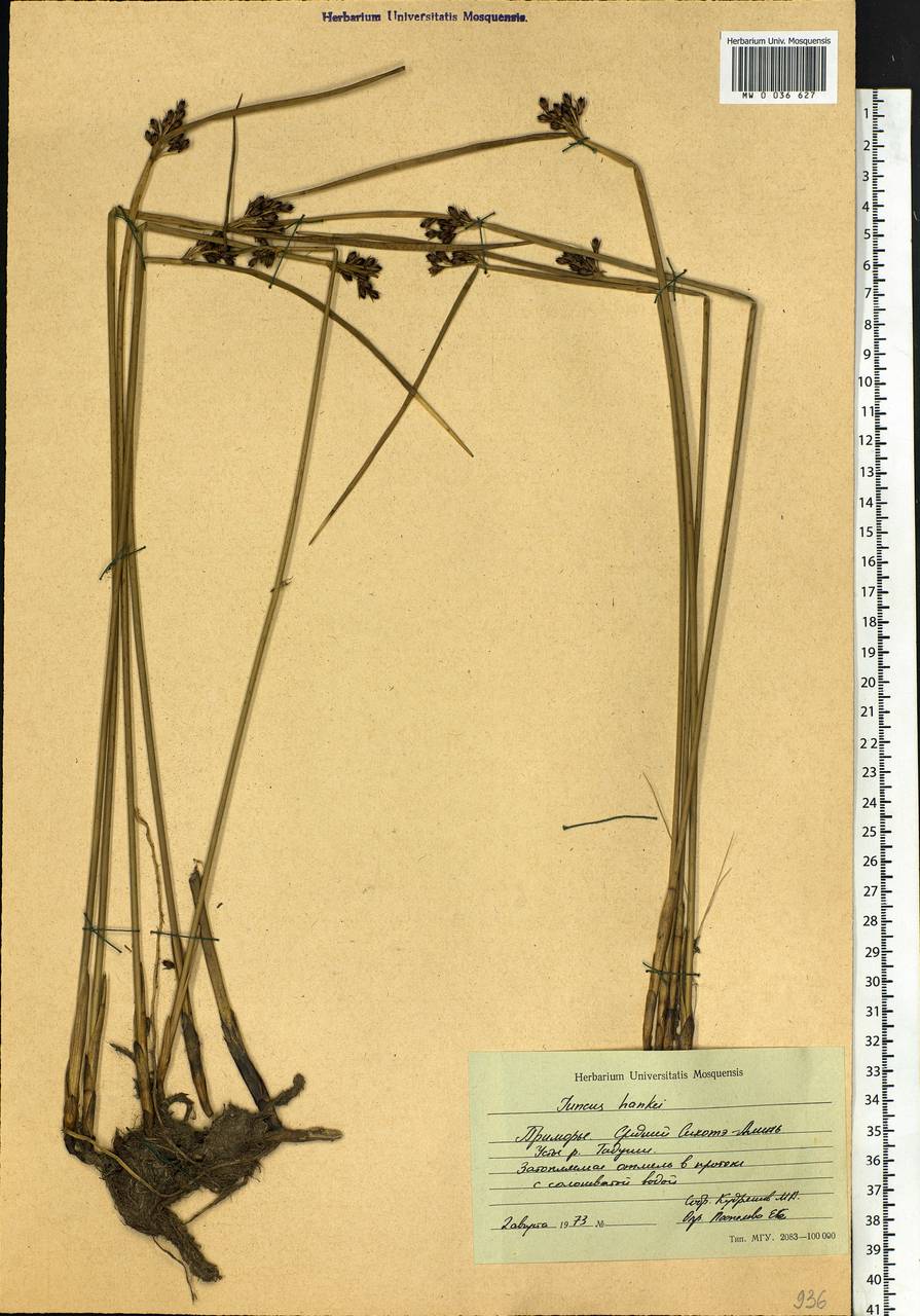 Juncus haenkei E. Mey., Siberia, Russian Far East (S6) (Russia)