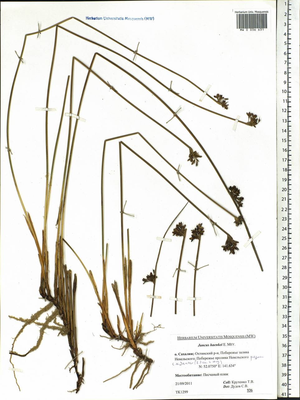 Juncus haenkei E.Mey., Siberia, Russian Far East (S6) (Russia)