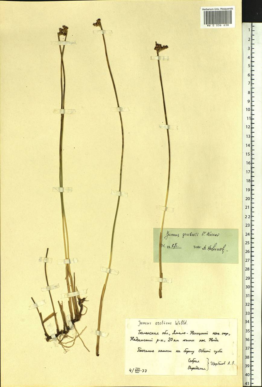 Juncus arcticus subsp. grubovii (Novikov) Novikov, Kirschner & Snogerup, Siberia, Western Siberia (S1) (Russia)