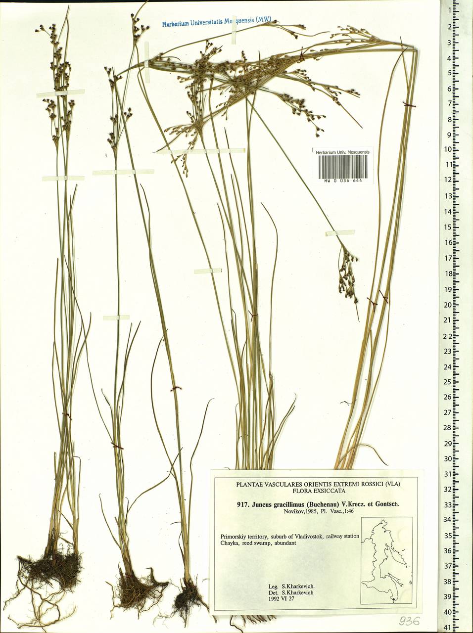 Juncus gracillimus (Buchenau) V. I. Krecz. & Gontsch., Siberia, Russian Far East (S6) (Russia)